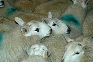 lambs